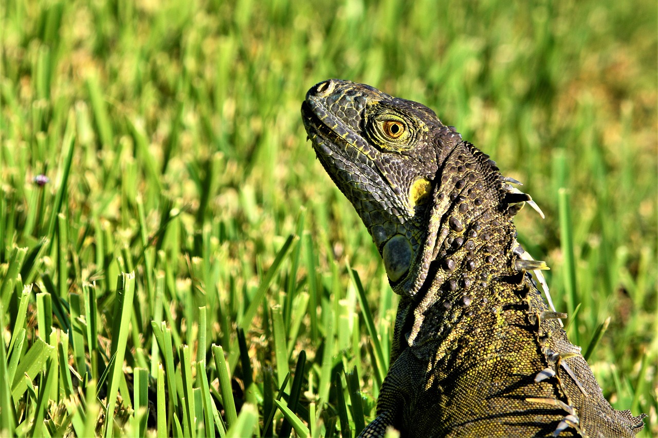 How Invasive Species Benefit from Climate Change